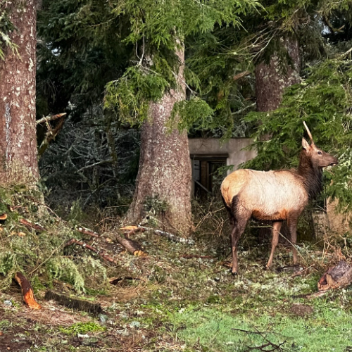 Elk out back