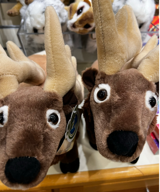 Roosevelt Elk at Lewis and Clark National park Gift Shop