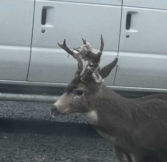 Deer tangled in halloween web