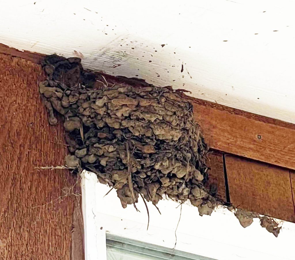 Swift nest